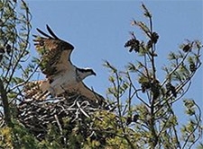 osprey in nest